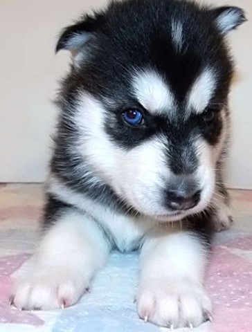 AKC Siberian Husky Puppies