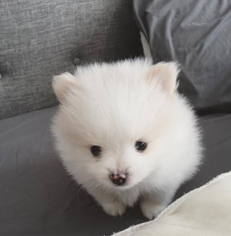 Pomeranian Puppy For Sale- Yogurt