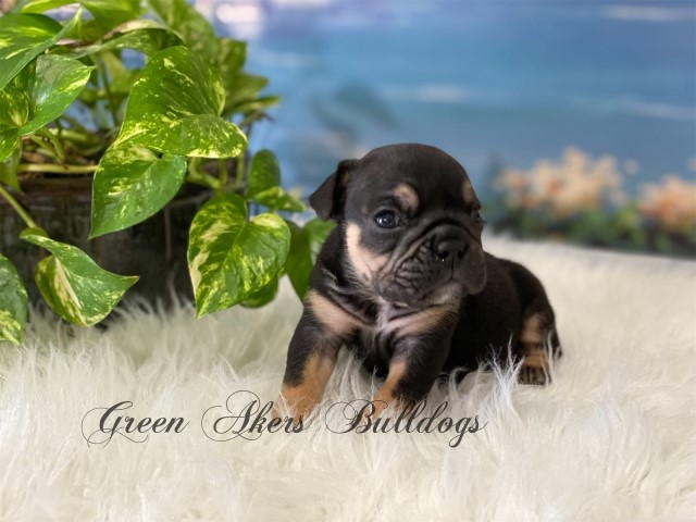 English Bulldog puppy for sale + 62922