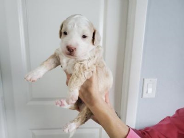 Goldendoodle puppy for sale + 60979