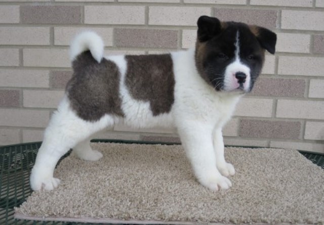 Akita puppy dog for sale in Gettysburg, Pennsylvania