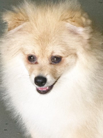 Pomeranian puppy for sale + 67121
