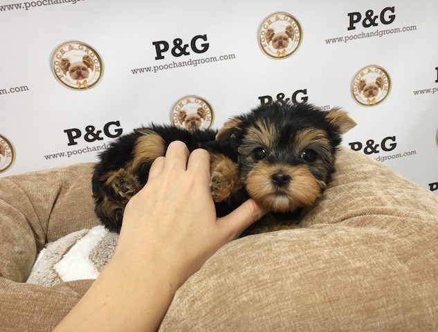 Yorkshire Terrier puppy for sale + 47941
