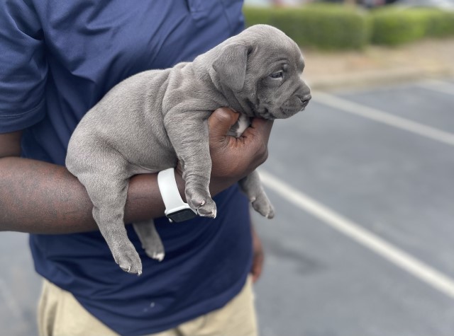 American Pit Bull Terrier puppy for sale + 66133