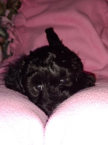 Shih Poo Puppy Dog For Sale In Phoenix Arizona