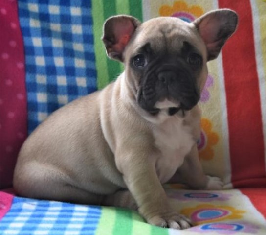 Home of Cute Babies*** Adorable Frenchies for a Good and Caring home***