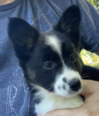 Hybrid Mini Border Collie Puppies