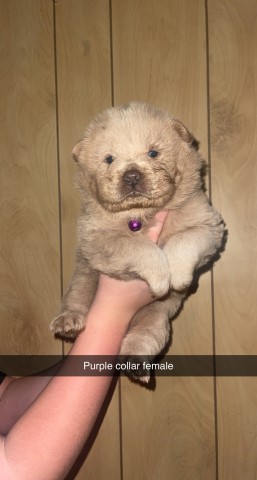 Chow Chow puppy for sale + 64157