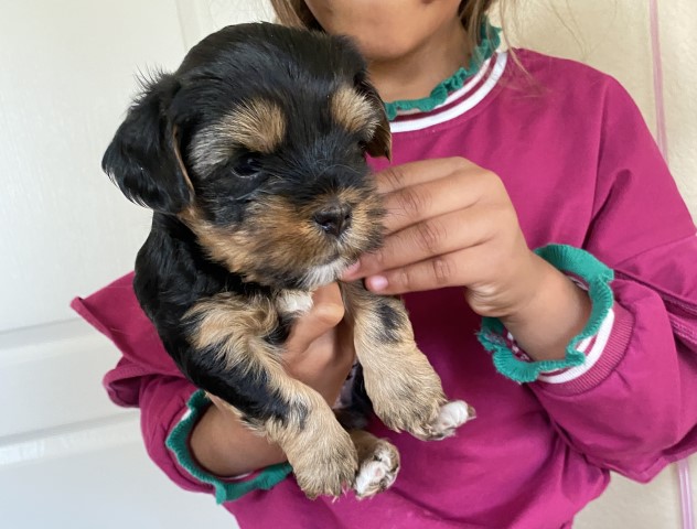 Yorkshire Terrier puppy for sale + 62538