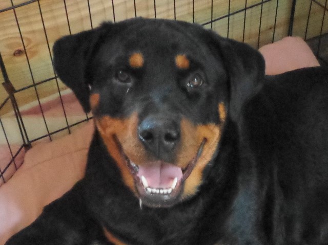 Rottweiler puppy for sale + 57800
