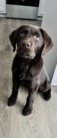 Chocolate Lab Puppy