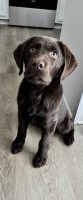 Chocolate Lab Puppy Labrador Retriever for sale/adoption