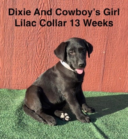 Labrador Retriever puppy for sale + 67197