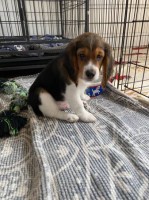 Purebred beagle puppies. Beagle for sale/adoption