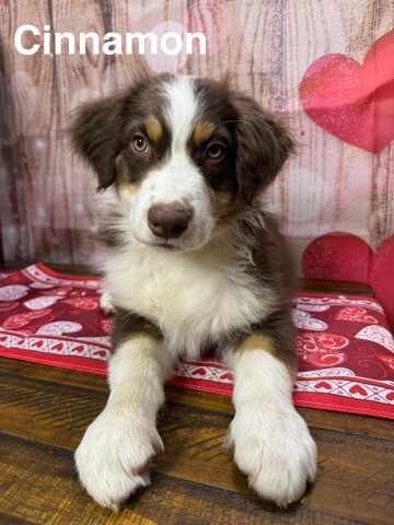 Australian Shepherd Dog puppy for sale + 65691