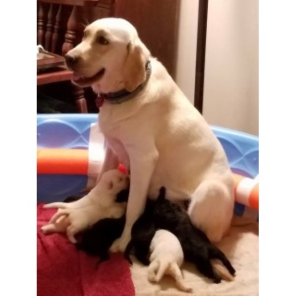 AKC Labrador Puppies