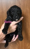 F2B Goldendoodle puppies Goldendoodle for sale/adoption