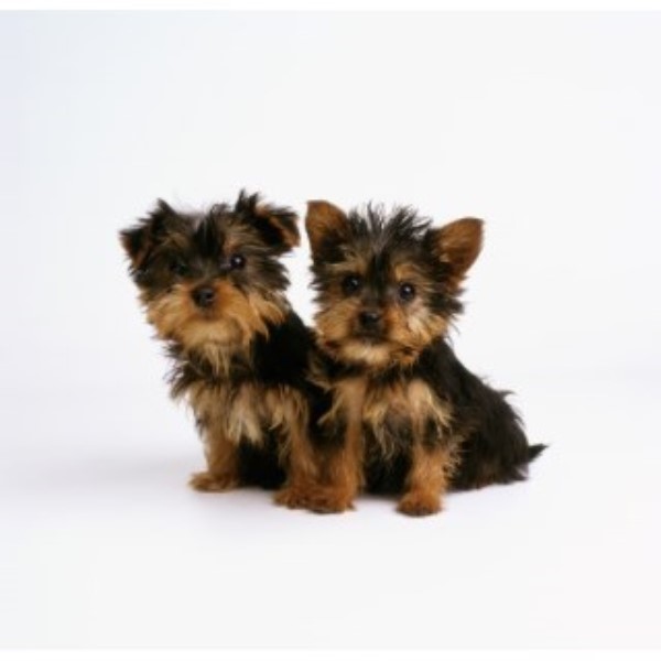 2 Yorkies For The Price Of 1