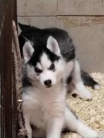 AKC Siberian Husky Champion  lines Siberian Husky for sale/adoption