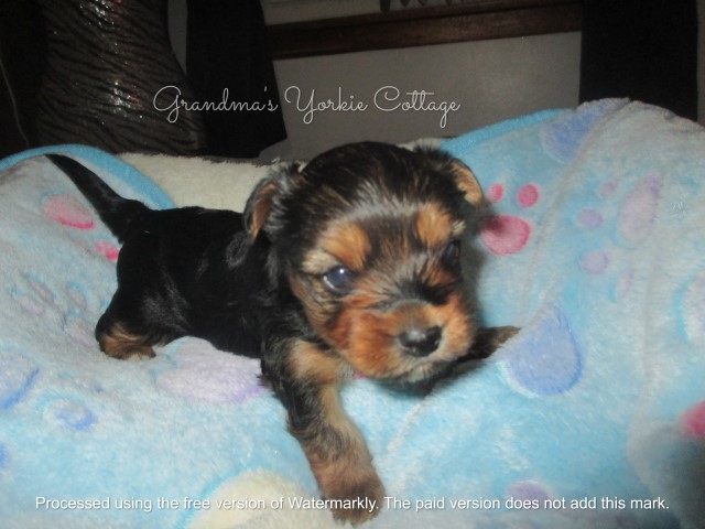 Yorkshire Terrier puppy for sale + 64234