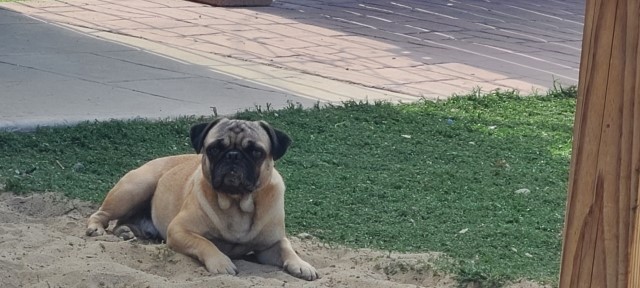 Amazing pug needs a new home