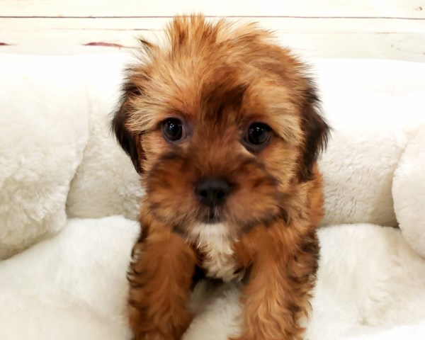 Shorkie Puppy - Female - Mindy ($1,250)