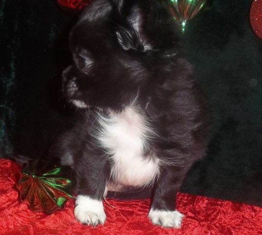 Chihuahua puppy for sale + 65297