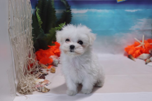 Maltese puppy for sale + 53450