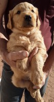 AKC Golden Retriever your next best friend Golden Retriever for sale/adoption