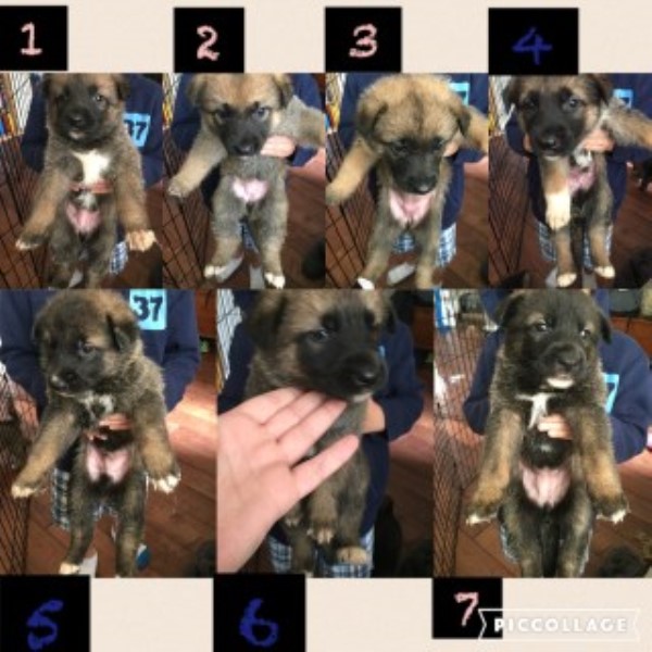 Fun Loving Shepkita Puppies