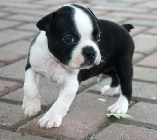 Boston Terrier $650 (Empire Puppies
