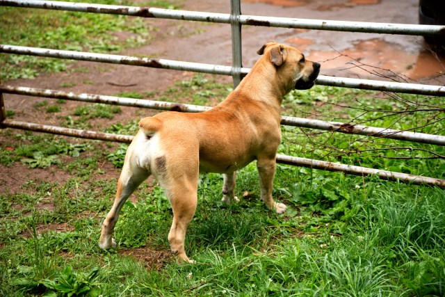 Mastiff puppy for sale + 48078