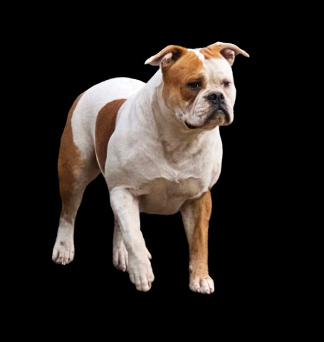 American Bulldog puppy for sale + 66180