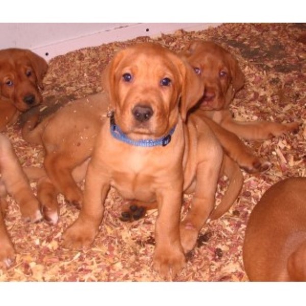 AKC Fox Red Labrador Retriever