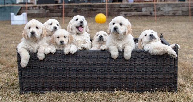 English Golden Retrievers