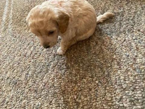 Miniature poodle puppy for sale