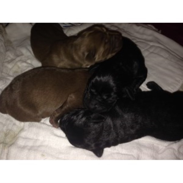 Labrador Retriever puppy for sale + 45590