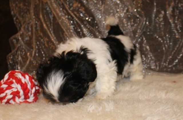 Shih Tzu puppy for sale + 62712