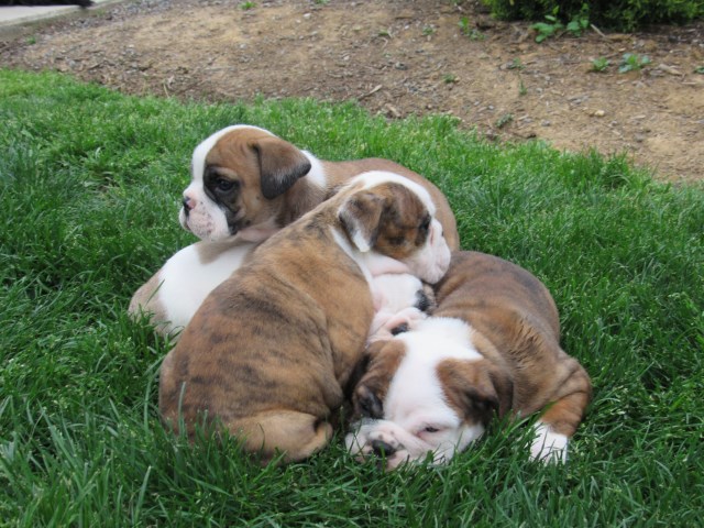 English Bulldog puppy for sale + 50574