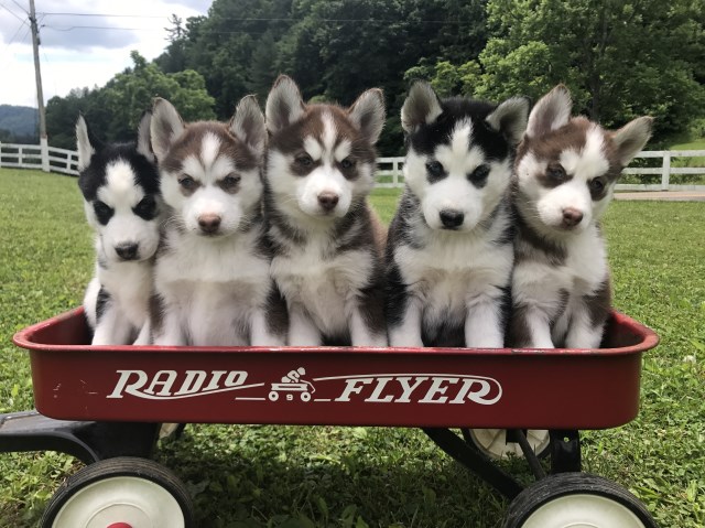 Siberian Husky Christmas Puppies