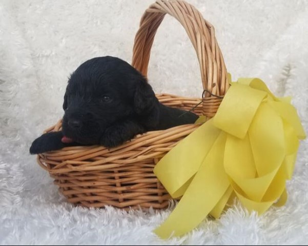 Labradoodle puppy for sale + 57378