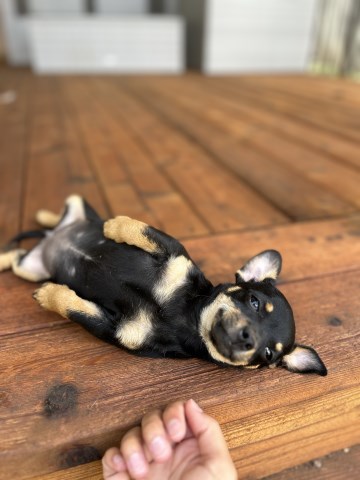 Chihuahua For Sale