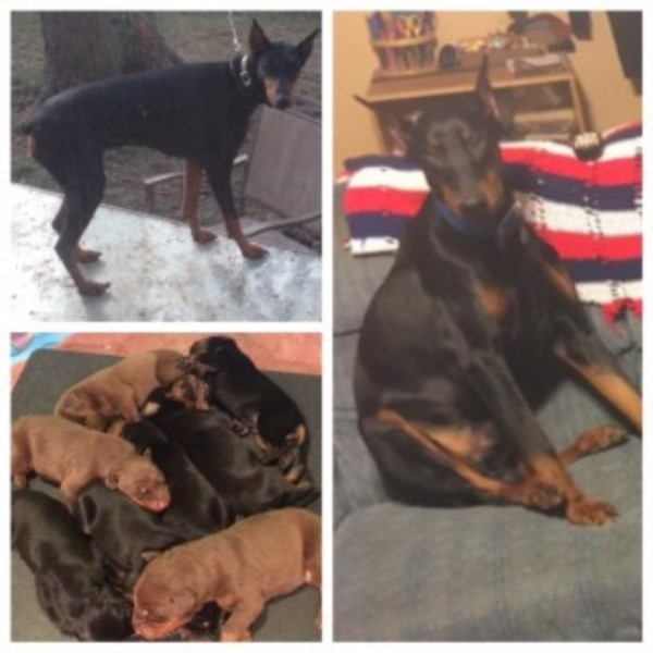 AKC Doberman Pinscher Puppies