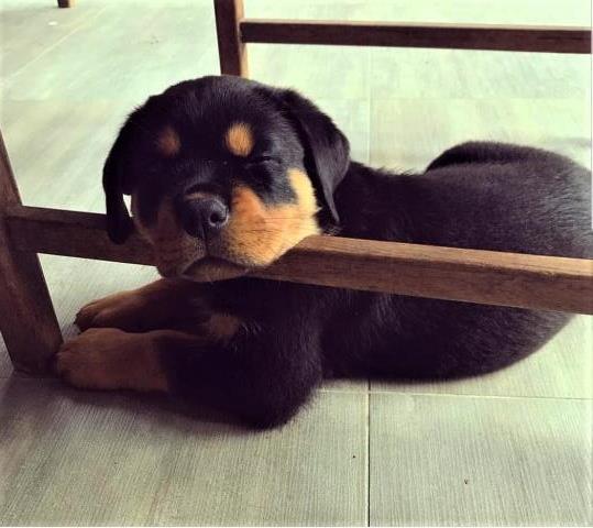 Rottweiler puppy for sale + 58262