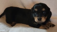 AKC Miniature Dachshund Dachshund for sale/adoption