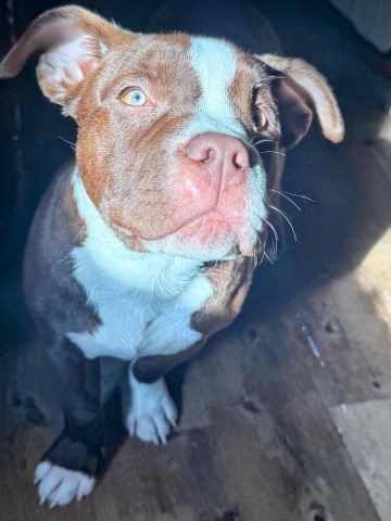 American Pit Bull Terrier puppy for sale + 66604