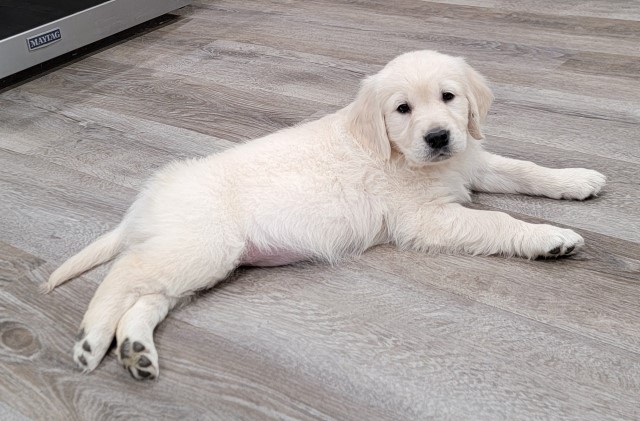 Golden Retriever Puppies