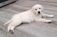 Golden Retriever thumbnail