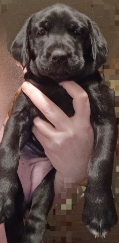 Female puppy 1 - Labrasetter Setterdor