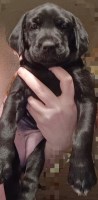 Female puppy 1 - Labrasetter Setterdor Labrador Retriever for sale/adoption